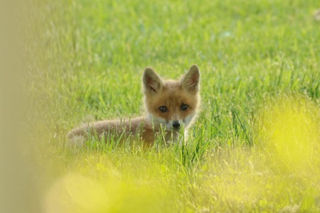 Red fox 